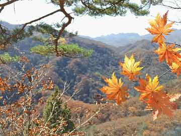 神秘顾问裴明川的双面生活