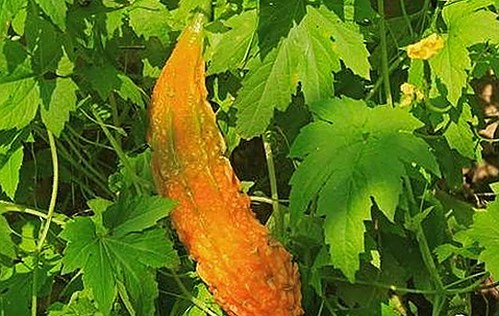 上海二中化学老师张越涉未成年学生风波，家庭与职业双重危机浮现